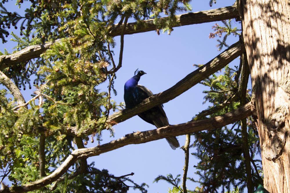Beautiful peacock in tree