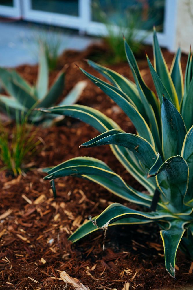 Variegated agave