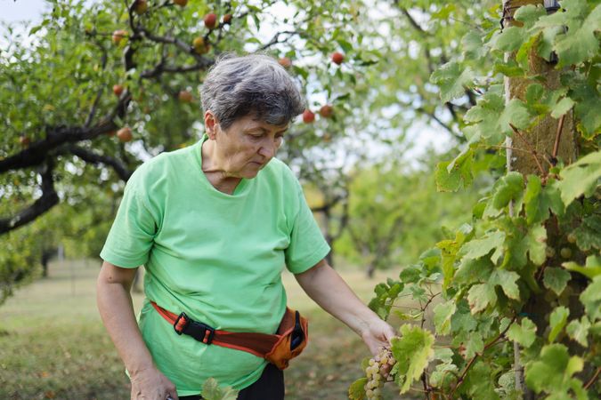 Older Woman in Her 60s Sorting Grapes for Wine Production.