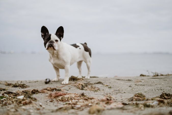 Cute dog near sea