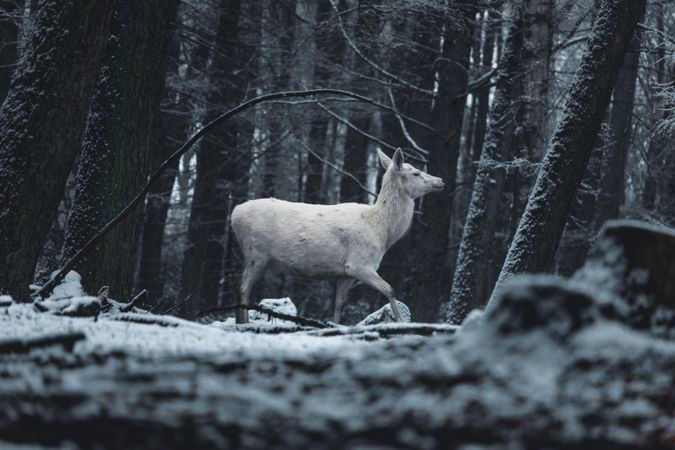 Grayscale photo of deer on snow covered ground