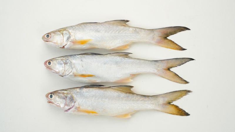 Yellow Croaker Fish, Ikan Ekor Kuning, isolated on light background