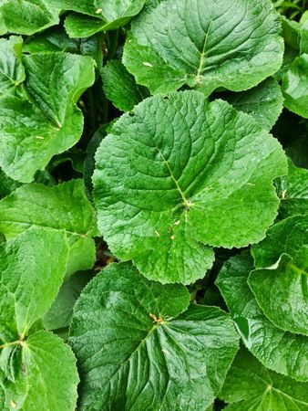 Vibrant green leaves with textured patterns