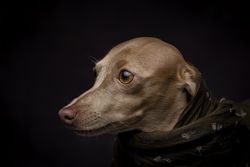 Italian Greyhound dog with scarf