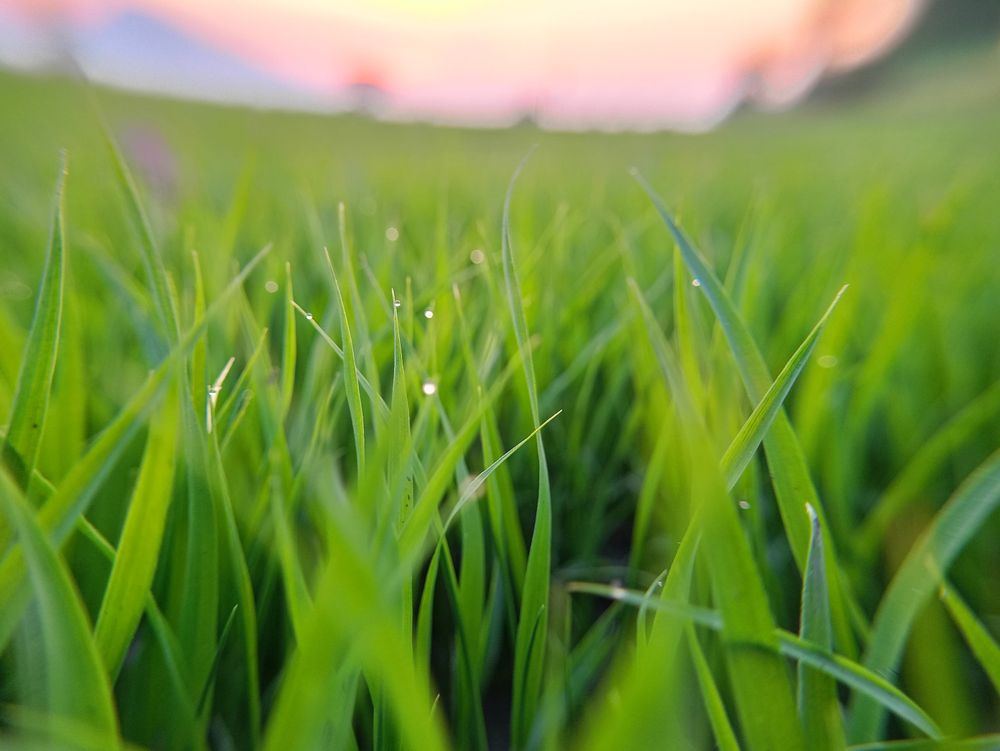 background of rice fields with beautiful morning dew