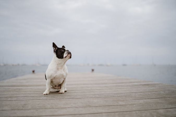 Cute dog on pier near sea