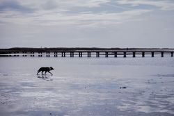 Dog running in shallow river with pier