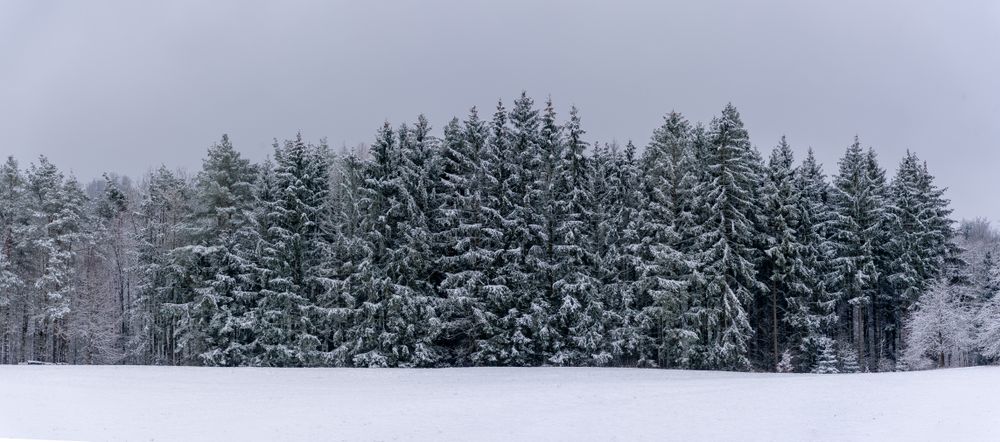 Winter panorama with snowy trees in Black Forest, Germany