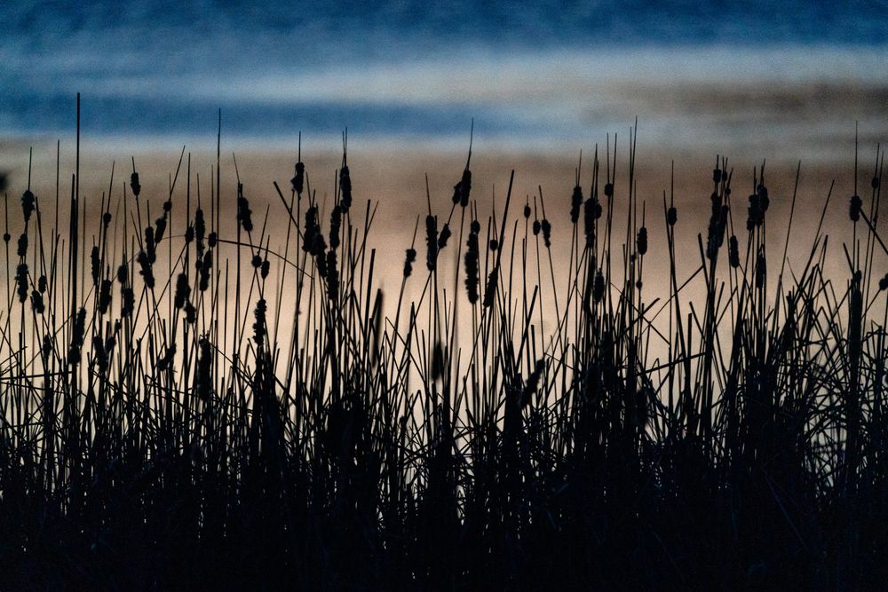 Cattail silhouettes after sunset on Big Sandy Lake in McGregor, Minnesota