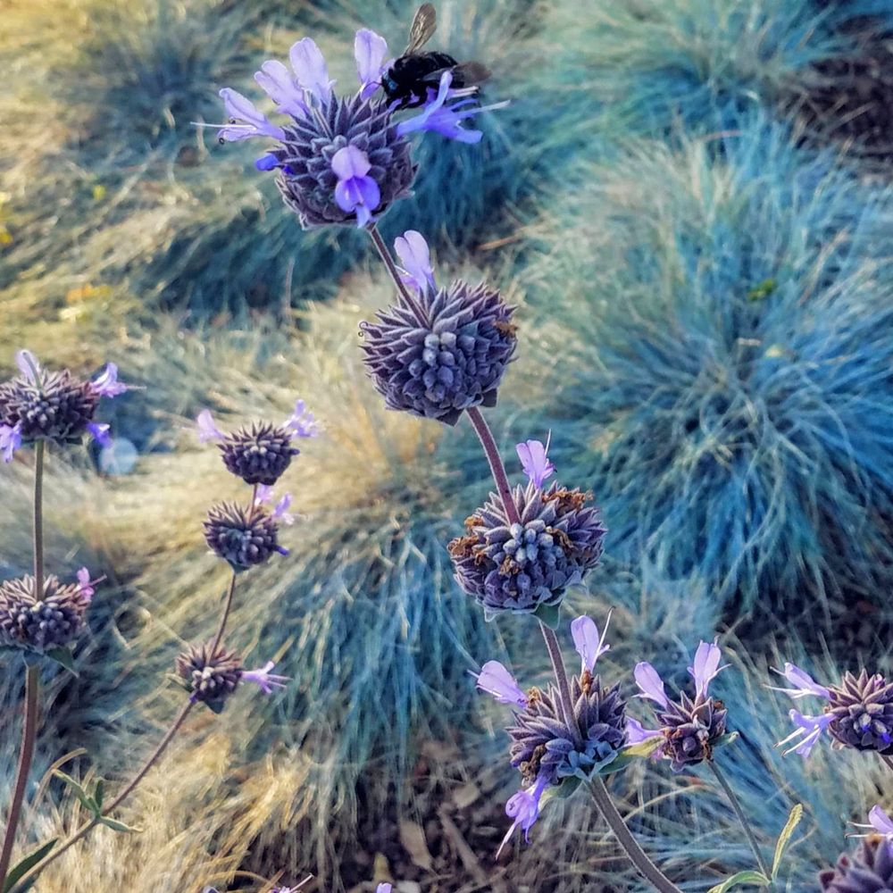 Blue sage with bee