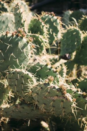 Close-up cactus
