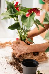 Crafting Joy, Older Woman's Creative place