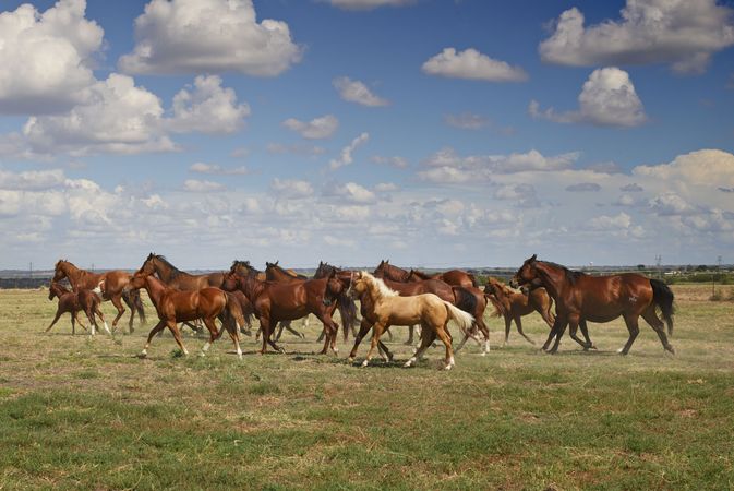 Group of brown horses running in a field with a vast sky, rural Texas