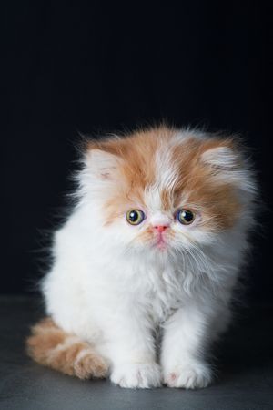 British kitten against dark background