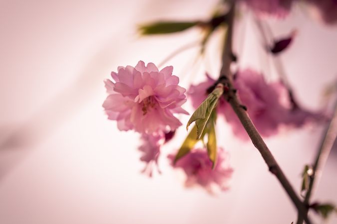 Feathery sakura blossom flower growing on soft pink sky background