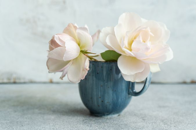 Roses in blue mug