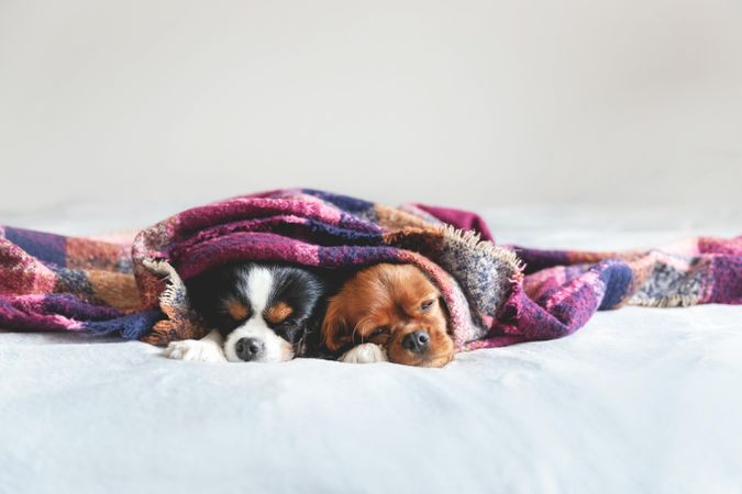 Two cavalier spaniels cosy under purple blanket
