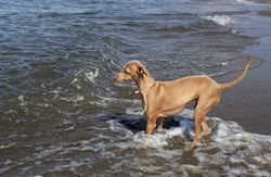 Puppy playing in water of seaside