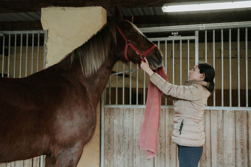 Woman putting saddle on horse