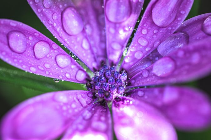 Close up of purple daisy flower with droplets