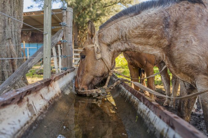 Horses drinking water in long drinker on barnyard