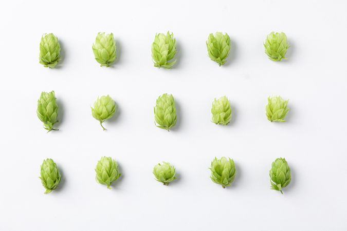 Flat lay composition with hop on background, space for text