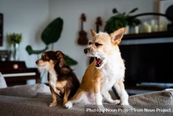 Two cute small dogs in living room, one yawning 4Ne1g5