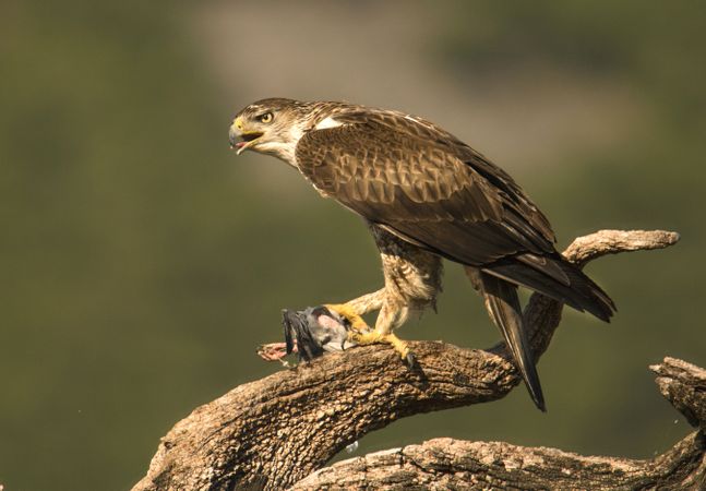 Furious wild eagle