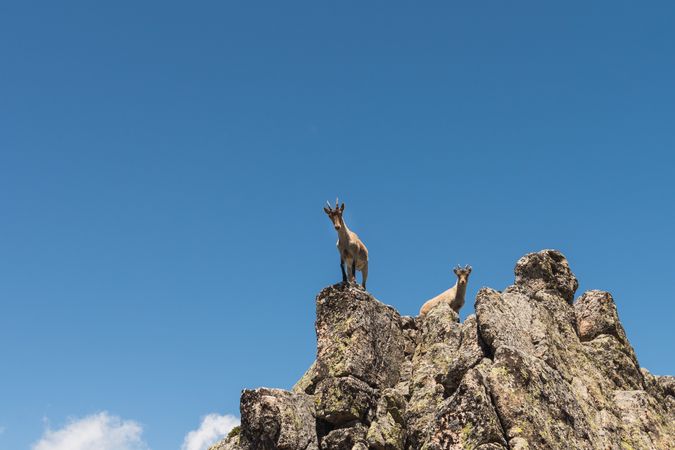 Young goats on high stone on background of blue sky