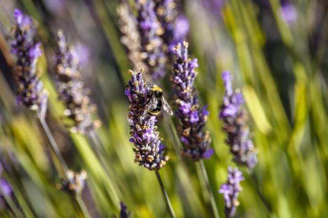 Bee hanging on purple flowers in field