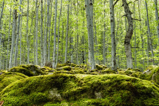 Deep forest with tall trees covered by moss