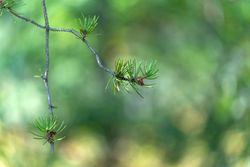 Green branch in forest at Northland Arboretum in Brainerd, MN