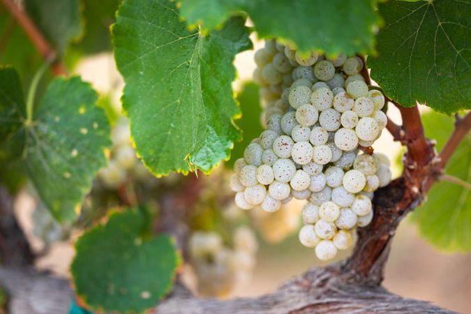 Vineyard with Lush, Ripe Wine Grapes on the Vine Ready for Harvest