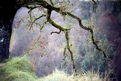 Green branches covered with moss