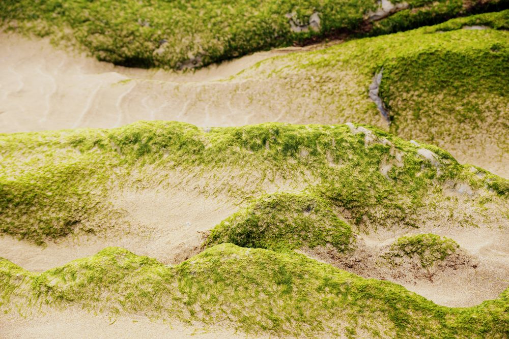 Stony hill covered with moss
