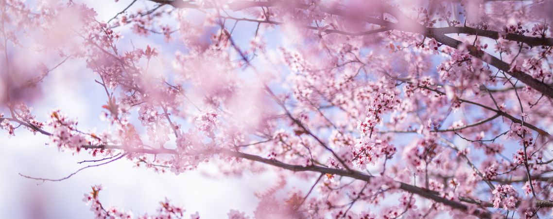 Cherry blossoms with selective focus, wide