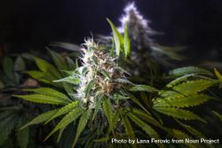 Close up of marijuana bud in a darkened room 0Vwk35