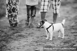 Grayscale photo of jack russell terrier and people standing on muddy ground bGGxYb