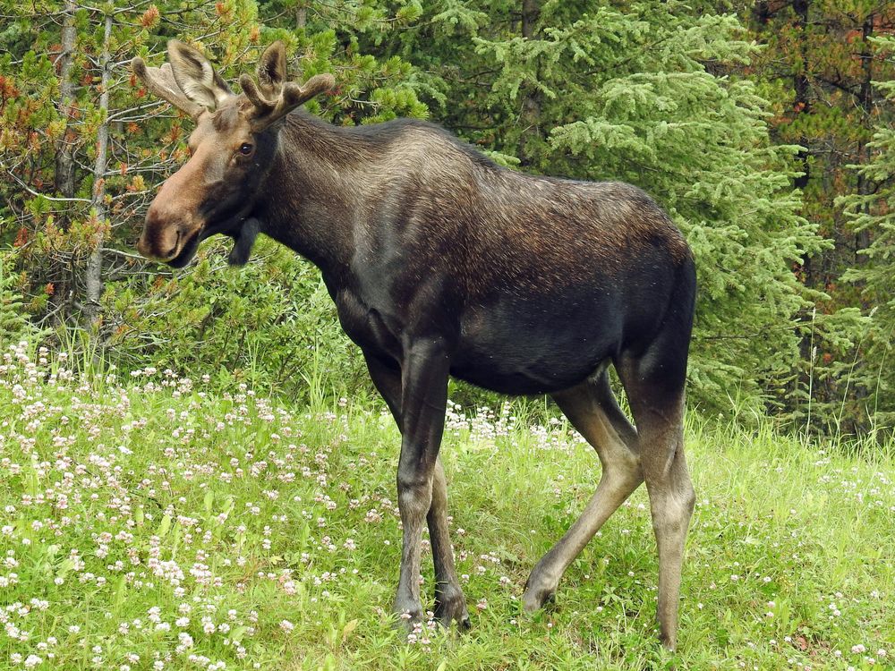 Moose on green grass