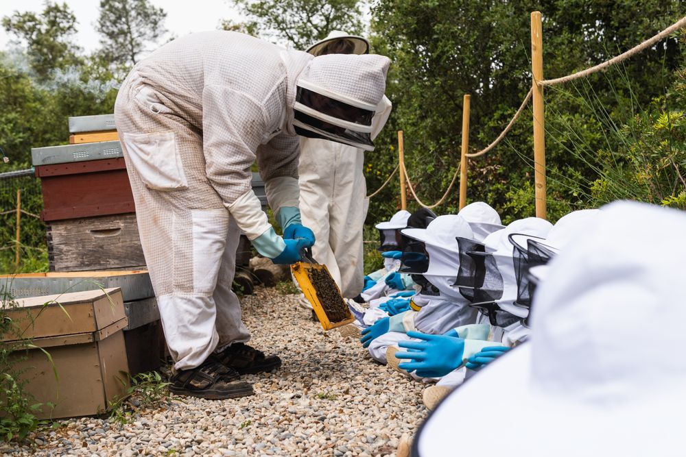 Beekeeper showing honeycomb to group of kids in apiary