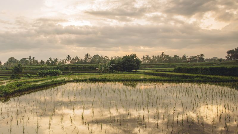 Beautiful view of rice paddy field