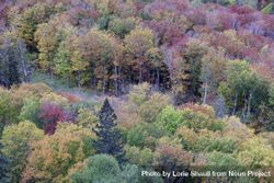 Autumn leaves in forest in Lutsen, Minnesota 0VDxO4