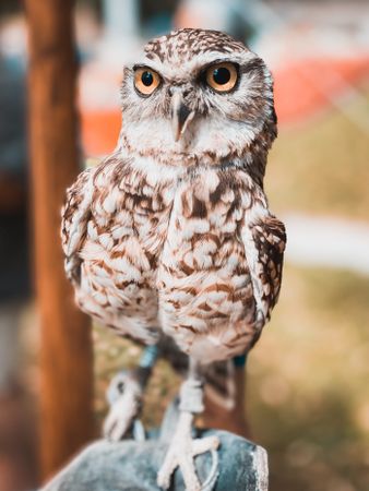 Owl on brown wooden stick