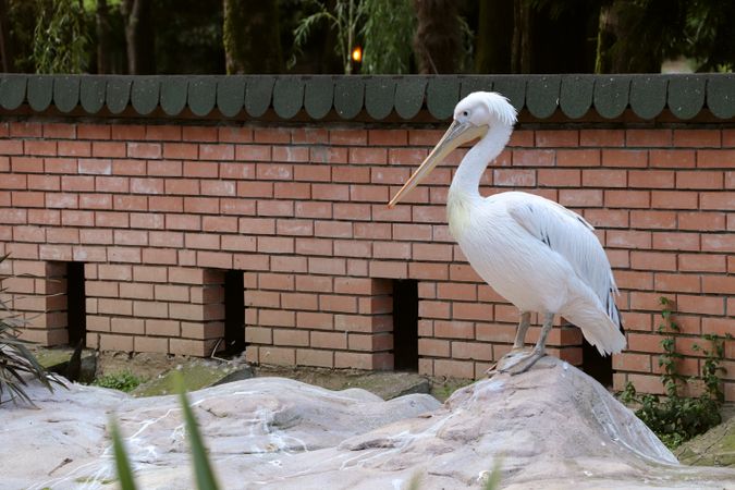 Pelican is in the zoo