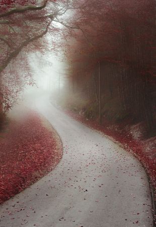 Endless road through a misty forest