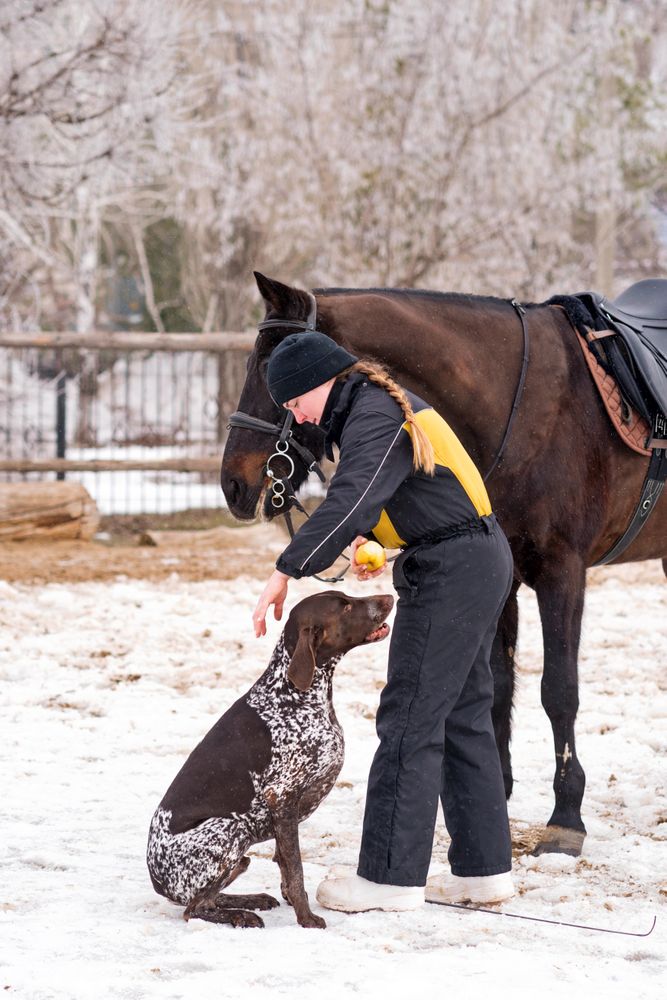 Person with dog attending to a horse in snowy weather.