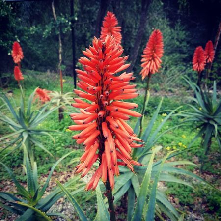 Red aloe blossoms