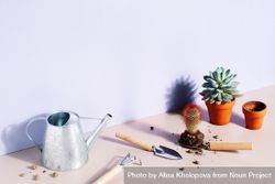 Succulents being planted in mini pots on pastel purple background 0JwGN5