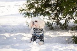Dog in dark shirt on snow covered ground