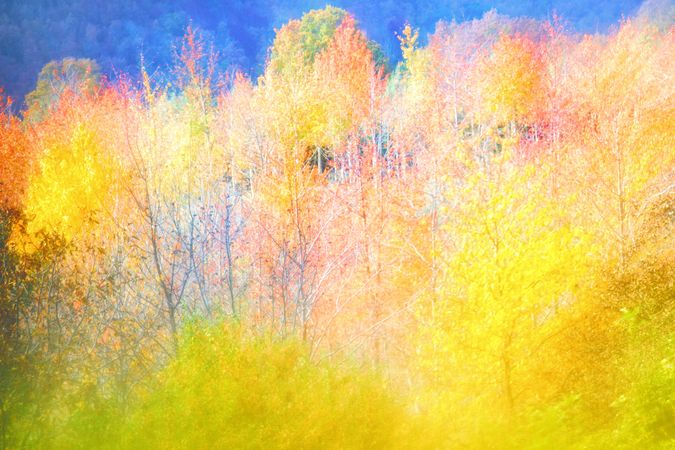 Blurred trees in forest